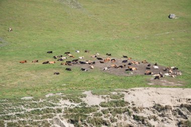 Ushguli, Gürcistan'da tarlada otlayan inekler 
