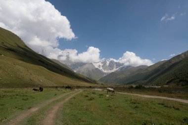 Gürcistan'da Shkhara buzulusguli trekking yolu yakınında otlayan inekler 