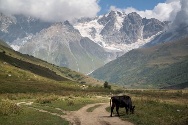 Gürcistan'da Shkhara buzulusguli trekking yolu yakınında otlayan inekler 
