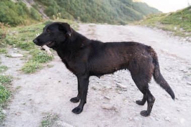 Ağzında sopayla siyah bir köpek.
