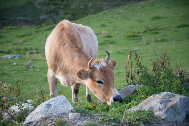 Ushguli, Gürcistan 'da inek otlaması