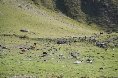 Atlar Ushguli, Gürcistan 'da otluyor