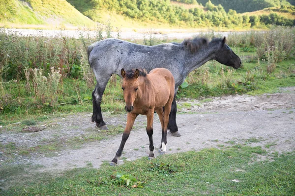 Лошади Пасутся Ушгули Грузия — стоковое фото