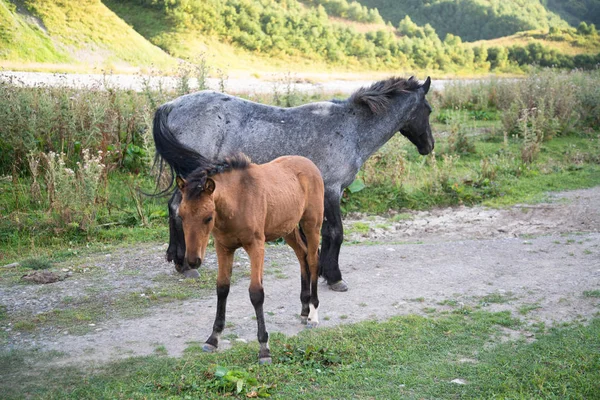 Лошади Пасутся Ушгули Грузия — стоковое фото