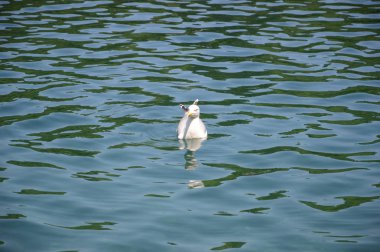 Plitvice gölleri Hırvatistan 'ın ulusal parkı ve martılarını gölledi