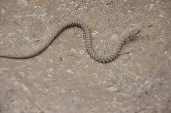 Serpiente Parque Nacional Los Lagos Plitvice Croacia — Foto de Stock