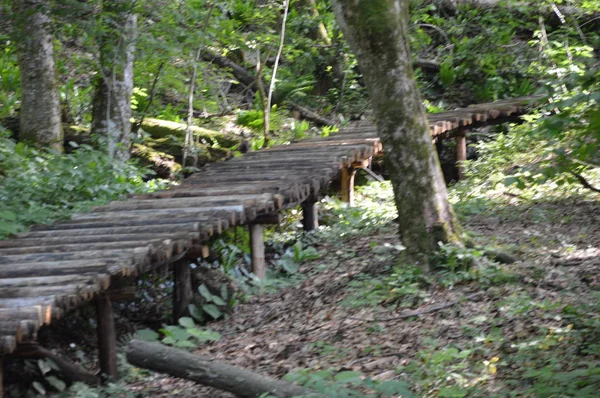 Parque Nacional Los Lagos Plitvice Croacia — Foto de Stock