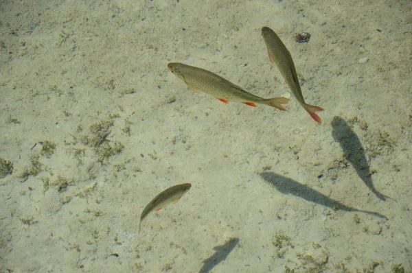 Plitvice Lakes National Park Fish Croatia — Stock Photo, Image