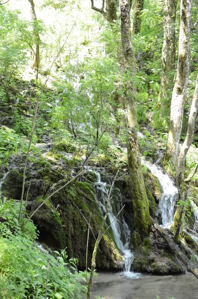 Río Bosque Cerca Los Lagos Plitvice Parque Nacional Croacia — Foto de Stock