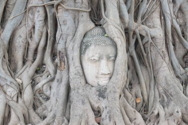 Kafa Buda heykelinin Ağaç kökleri Wat Mahathat Tapınağı, Ayutthaya, Tayland