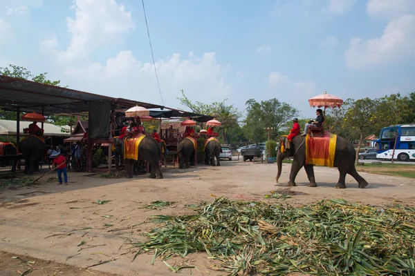 Éléphants Thaïlandais Marchant Extérieur Thaïlande — Photo