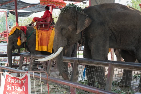 Thai Elephants Resting Outdoors Thailand — Stock Photo, Image