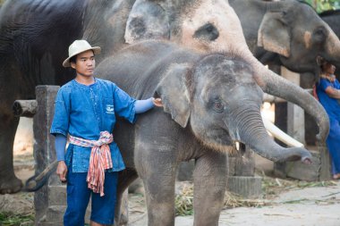 Chiangmai, Tayland: Filler 14 Şubat 2016 tarihinde Chiangmai, Tayland'da genç Elephant okulunda
