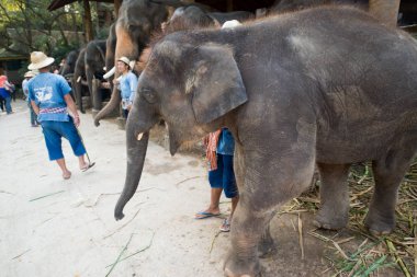 Chiangmai, Tayland: Filler 14 Şubat 2016 tarihinde Chiangmai, Tayland'da genç Elephant okulunda
