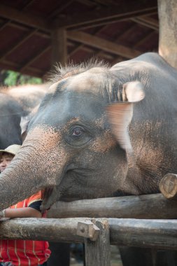 Chiangmai, Tayland: Filler 14 Şubat 2016 tarihinde Chiangmai, Tayland'da genç Elephant okulunda