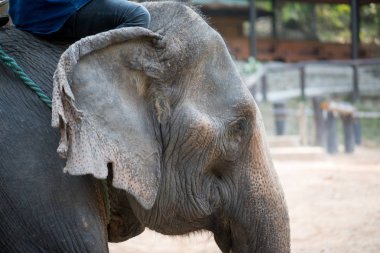 Chiangmai, Tayland: Filler 14 Şubat 2016 tarihinde Chiangmai, Tayland'da genç Elephant okulunda