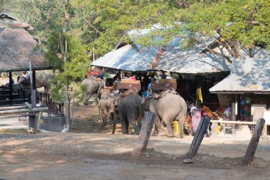 Chiangmai, Tayland: Filler 14 Şubat 2016 tarihinde Chiangmai, Tayland'da genç Elephant okulunda