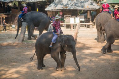 Chiangmai, Tayland: Filler 14 Şubat 2016 tarihinde Chiangmai, Tayland'da genç Elephant okulunda