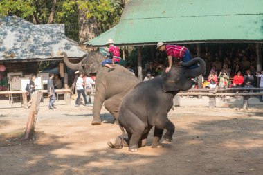 Chiangmai, Tayland: Filler 14 Şubat 2016 tarihinde Chiangmai, Tayland'da genç Elephant okulunda