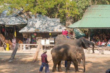 Chiangmai, Tayland: Filler 14 Şubat 2016 tarihinde Chiangmai, Tayland'da genç Elephant okulunda
