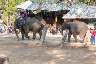 Chiangmai, Tayland: Filler 14 Şubat 2016 tarihinde Chiangmai, Tayland'da genç Elephant okulunda
