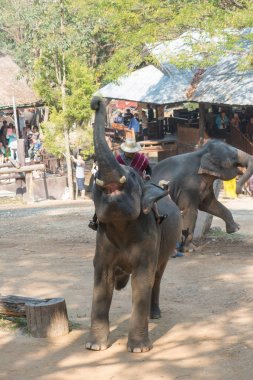 Chiangmai, Tayland: Filler 14 Şubat 2016 tarihinde Chiangmai, Tayland'da genç Elephant okulunda