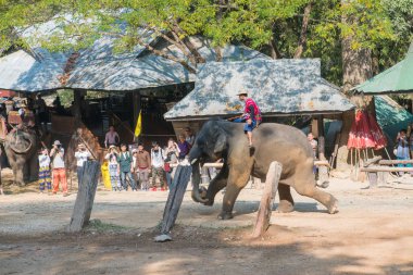 Chiangmai, Tayland: Filler 14 Şubat 2016 tarihinde Chiangmai, Tayland'da genç Elephant okulunda