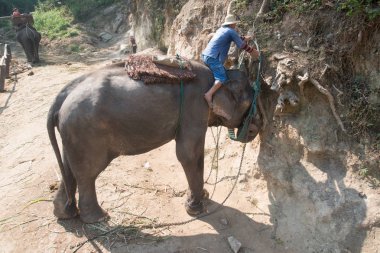 Chiangmai, Tayland: Filler 14 Şubat 2016 tarihinde Chiangmai, Tayland'da genç Elephant okulunda