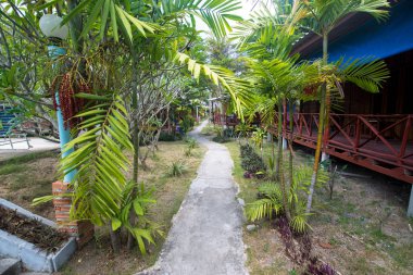 Tayland 'da palmiye ağaçları ve patika 