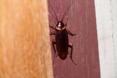 Tayland 'daki hamamböceğini kapat.