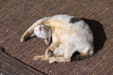 Arkadaki sevimli kedi, kapat.