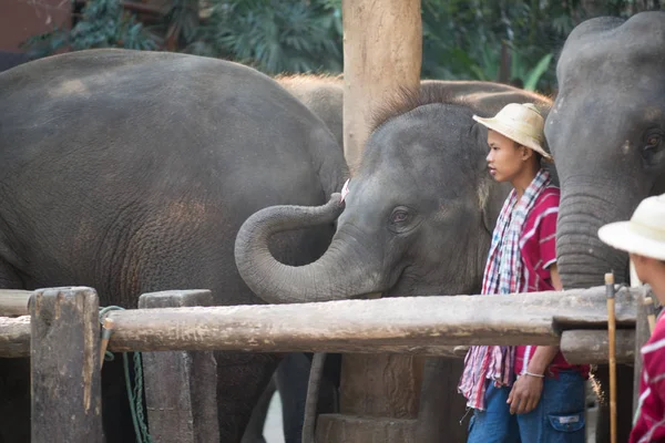 Chiangmai Thailand Elefantes Escola Jovem Elefante Fevereiro 2016 Chiangmai Thailand — Fotografia de Stock