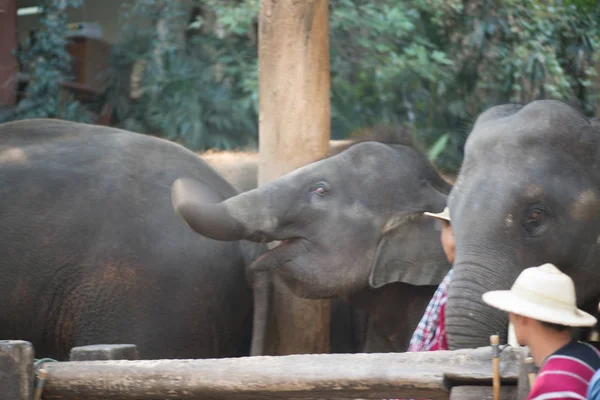 Chiangmai Thailand Elefantes Escola Jovem Elefante Fevereiro 2016 Chiangmai Thailand — Fotografia de Stock