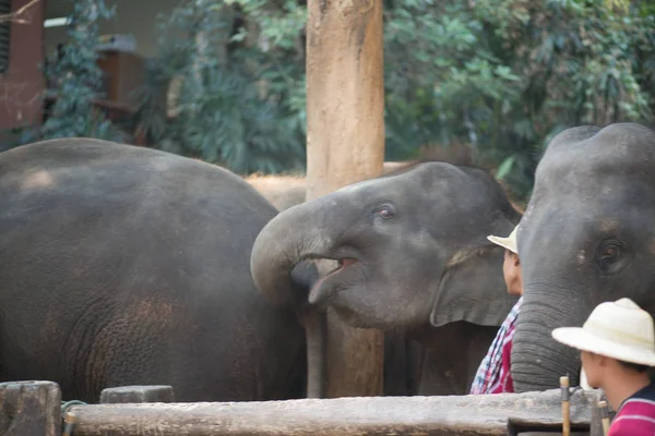 Chiangmai Thailand Elefantes Escola Jovem Elefante Fevereiro 2016 Chiangmai Thailand — Fotografia de Stock