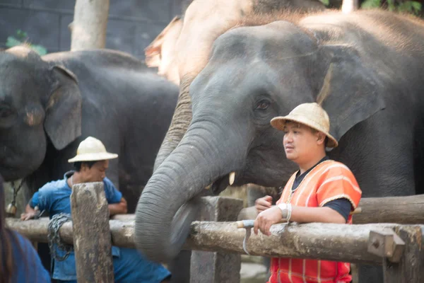 Chiangmai Thailand Elefanten Der Jungen Elefantenschule Februar 2016 Chiangmai Thailand — Stockfoto