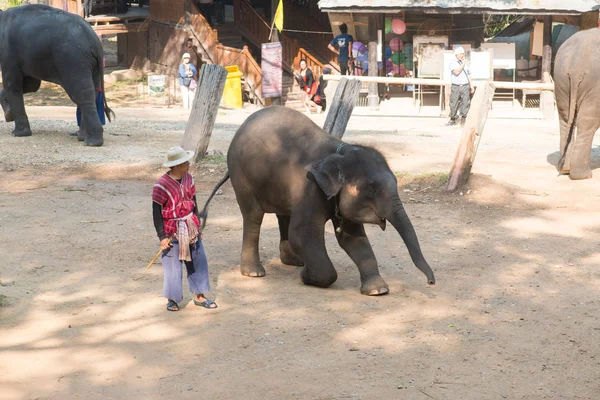 Chiangmai Ταϊλάνδη Ελέφαντες Στη Σχολή Νεαρών Ελεφάντων Στις Φεβρουαρίου 2016 — Φωτογραφία Αρχείου