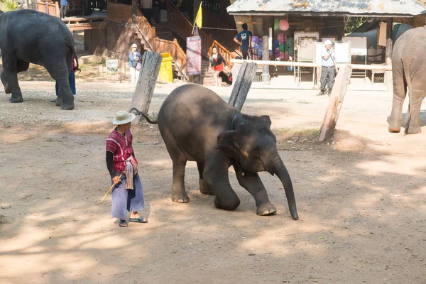 Chiangmai Ταϊλάνδη Ελέφαντες Στη Σχολή Νεαρών Ελεφάντων Στις Φεβρουαρίου 2016 — Φωτογραφία Αρχείου
