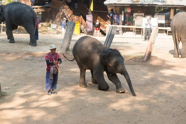 Chiangmai Ταϊλάνδη Ελέφαντες Στη Σχολή Νεαρών Ελεφάντων Στις Φεβρουαρίου 2016 — Φωτογραφία Αρχείου