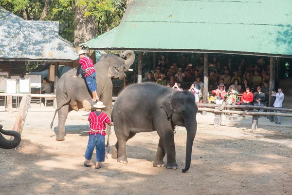 Chiangmai Ταϊλάνδη Ελέφαντες Στη Σχολή Νεαρών Ελεφάντων Στις Φεβρουαρίου 2016 — Φωτογραφία Αρχείου