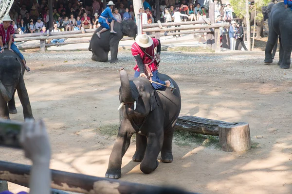 Chiangmai Ταϊλάνδη Ελέφαντες Στη Σχολή Νεαρών Ελεφάντων Στις Φεβρουαρίου 2016 — Φωτογραφία Αρχείου