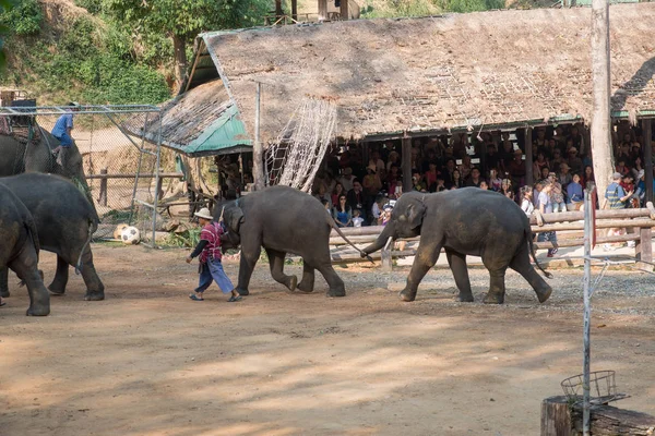 Chiangmai Ταϊλάνδη Ελέφαντες Στη Σχολή Νεαρών Ελεφάντων Στις Φεβρουαρίου 2016 — Φωτογραφία Αρχείου