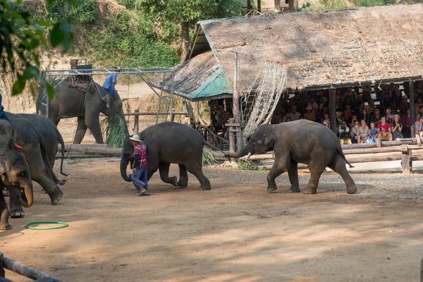 Chiangmai Ταϊλάνδη Ελέφαντες Στη Σχολή Νεαρών Ελεφάντων Στις Φεβρουαρίου 2016 — Φωτογραφία Αρχείου