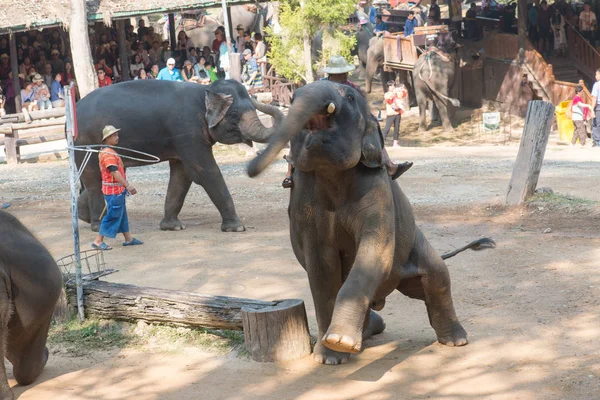 Chiangmai Thailand Elefanten Der Jungen Elefantenschule Februar 2016 Chiangmai Thailand — Stockfoto