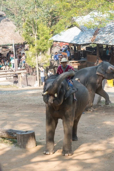 Chiangmai Tajlandia Słonie Szkole Młodych Słoni Dniu Lutego 2016 Chiangmai — Zdjęcie stockowe