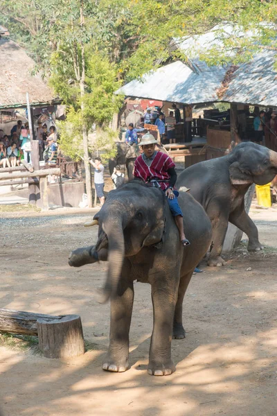 Chiangmai Ταϊλάνδη Ελέφαντες Στη Σχολή Νεαρών Ελεφάντων Στις Φεβρουαρίου 2016 — Φωτογραφία Αρχείου