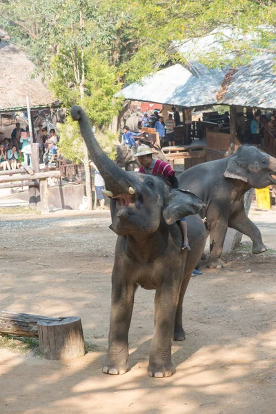 Chiangmai Thailand Elefantes Escola Jovem Elefante Fevereiro 2016 Chiangmai Thailand — Fotografia de Stock