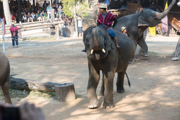 Киангмай Таиланд Слоны Школе Young Elephant Февраля 2016 Года Чиангмае — стоковое фото