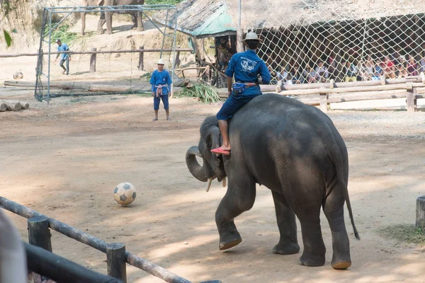 Киангмай Таиланд Слоны Школе Young Elephant Февраля 2016 Года Чиангмае — стоковое фото