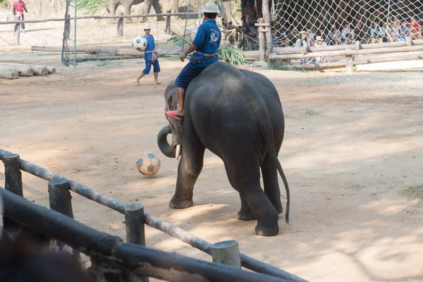 Chiangmai Ταϊλάνδη Ελέφαντες Στη Σχολή Νεαρών Ελεφάντων Στις Φεβρουαρίου 2016 — Φωτογραφία Αρχείου