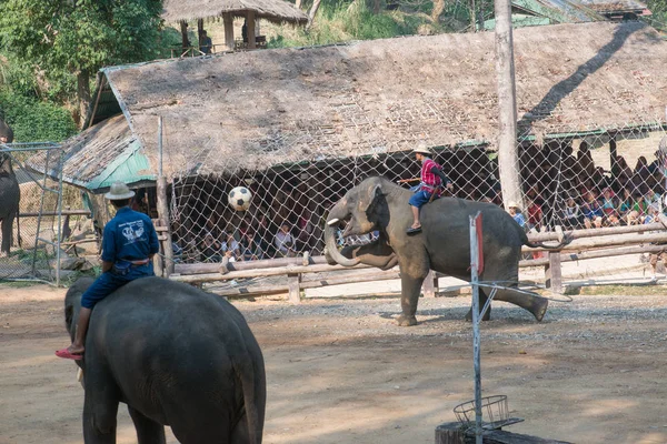 Chiangmai Ταϊλάνδη Ελέφαντες Στη Σχολή Νεαρών Ελεφάντων Στις Φεβρουαρίου 2016 — Φωτογραφία Αρχείου